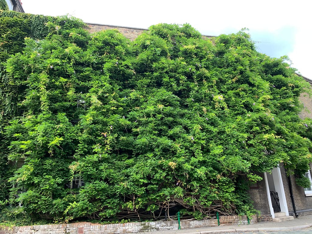 The famous Fuller's Griffin Brewery Wisteria in September 2022